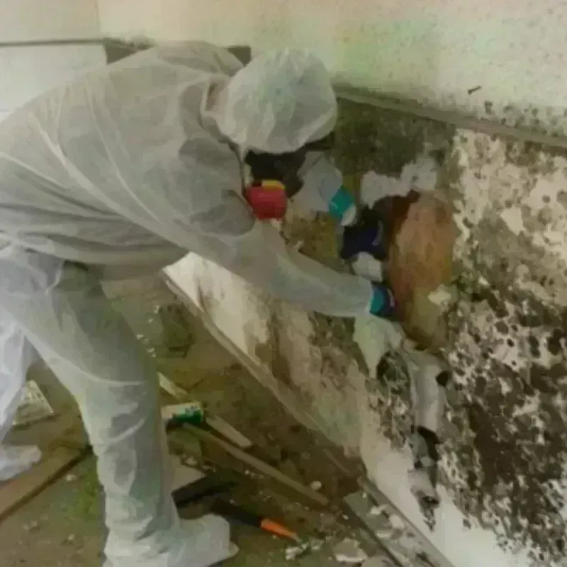 Mold Remediation and Removal in Cotulla, TX